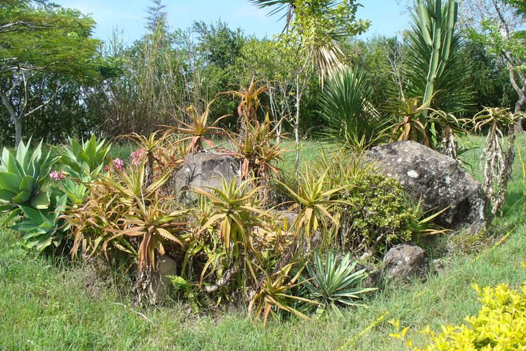 Aloes and rocks in the garden