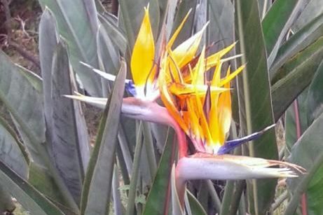 A bird-of-paradise flower in the garden