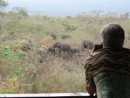 A guest watching a herd of elephants