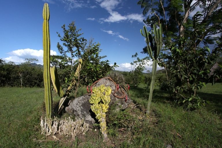 Cactus and volcanic rock on the farm