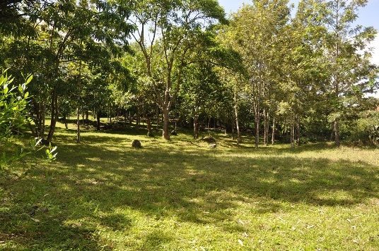 Open lawn shaded by tall trees